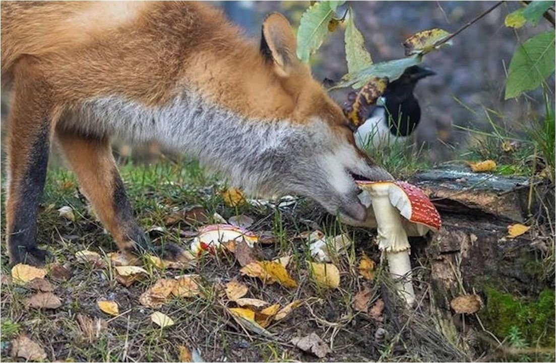 Лиса ест огурец