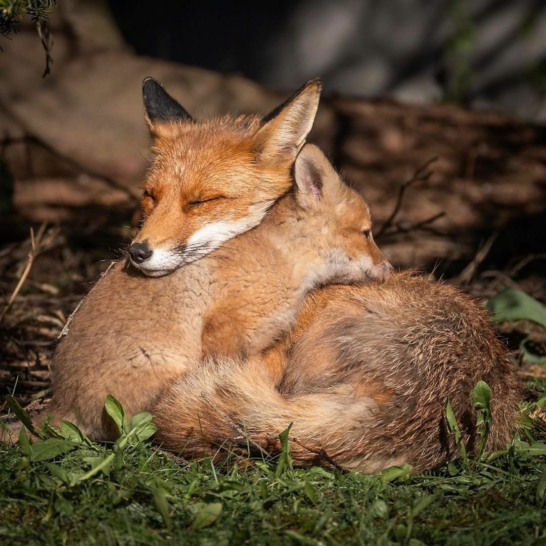 Лисята обнимаются