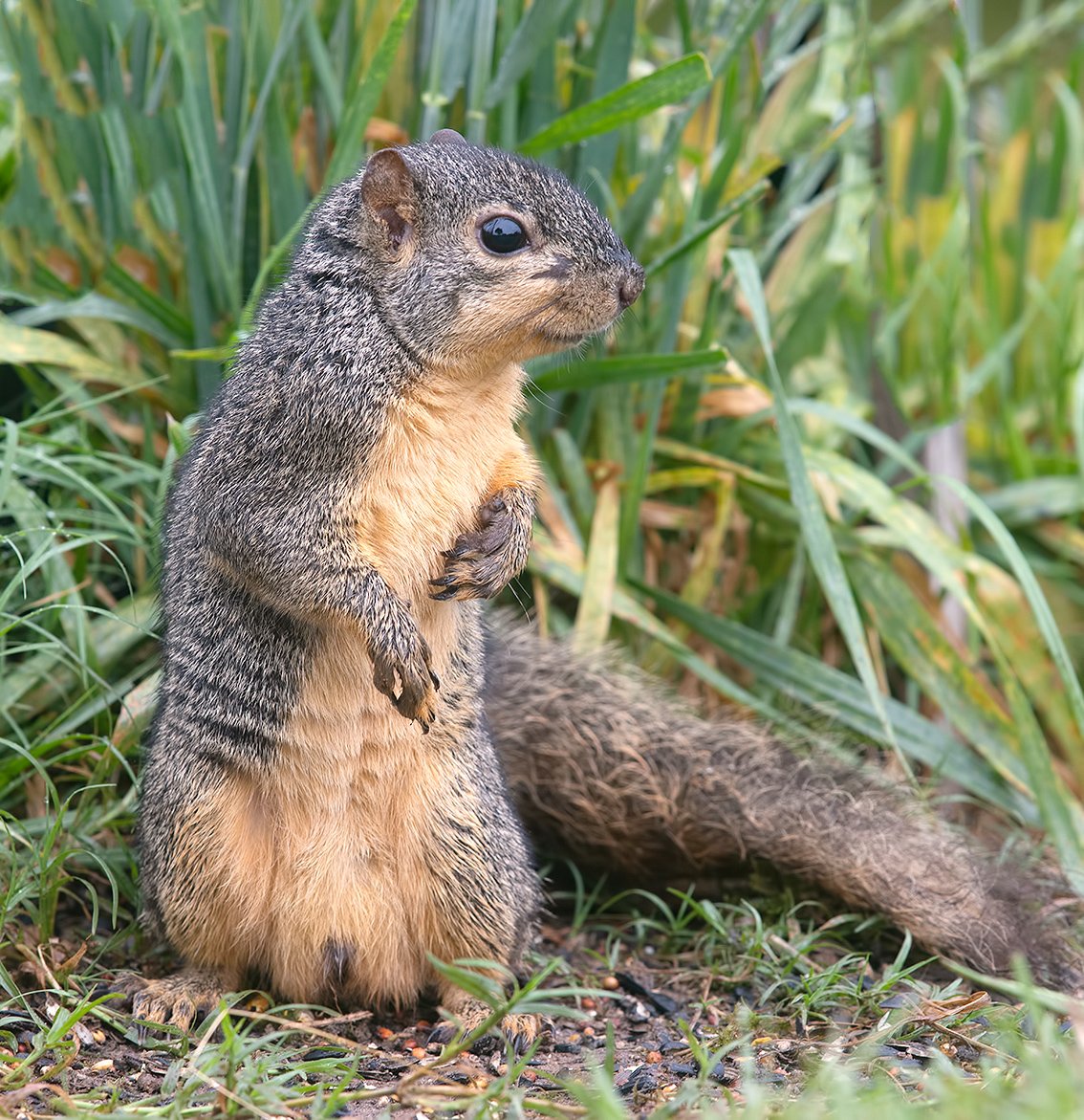 Лисья белка
