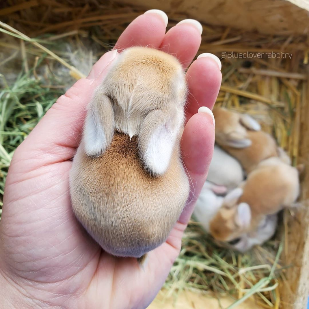 Большие и маленькие кролики. Маленькие крольчата. Декоративные крольчата. Маленький зайчик. Милые маленькие крольчата.