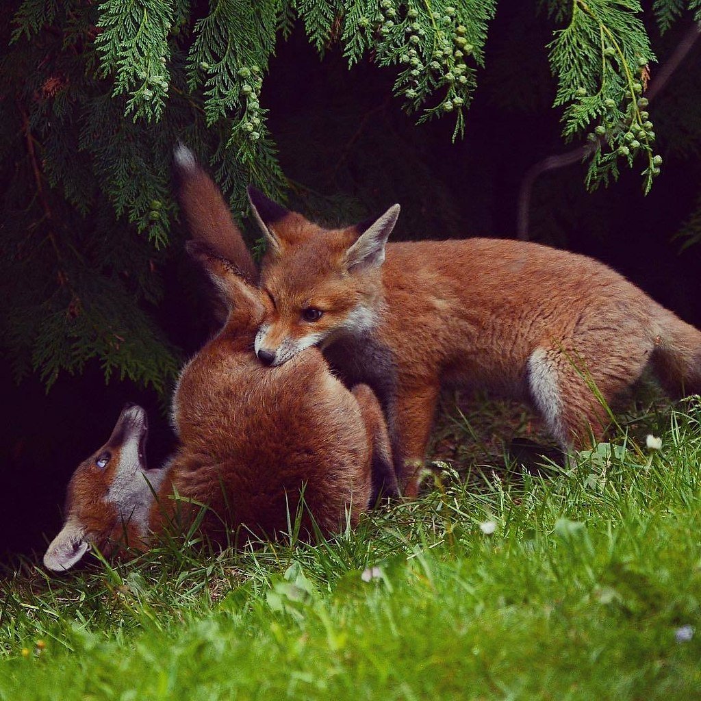 Лисенок новый вид