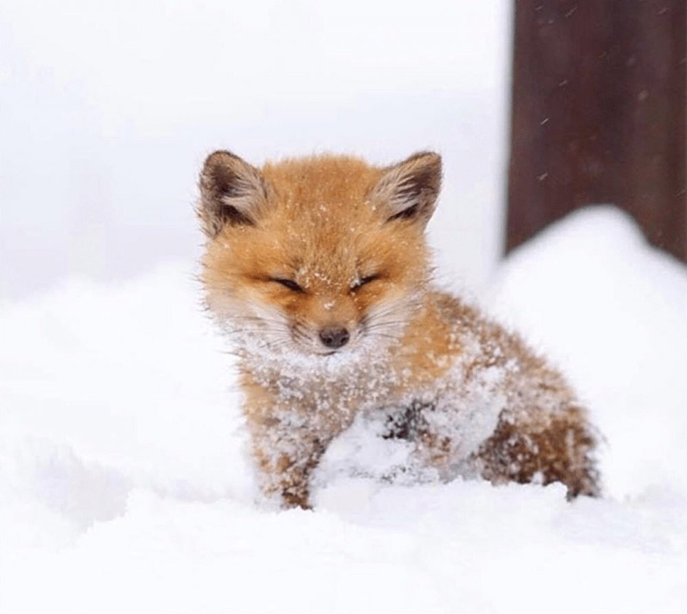 Лисы в снегу