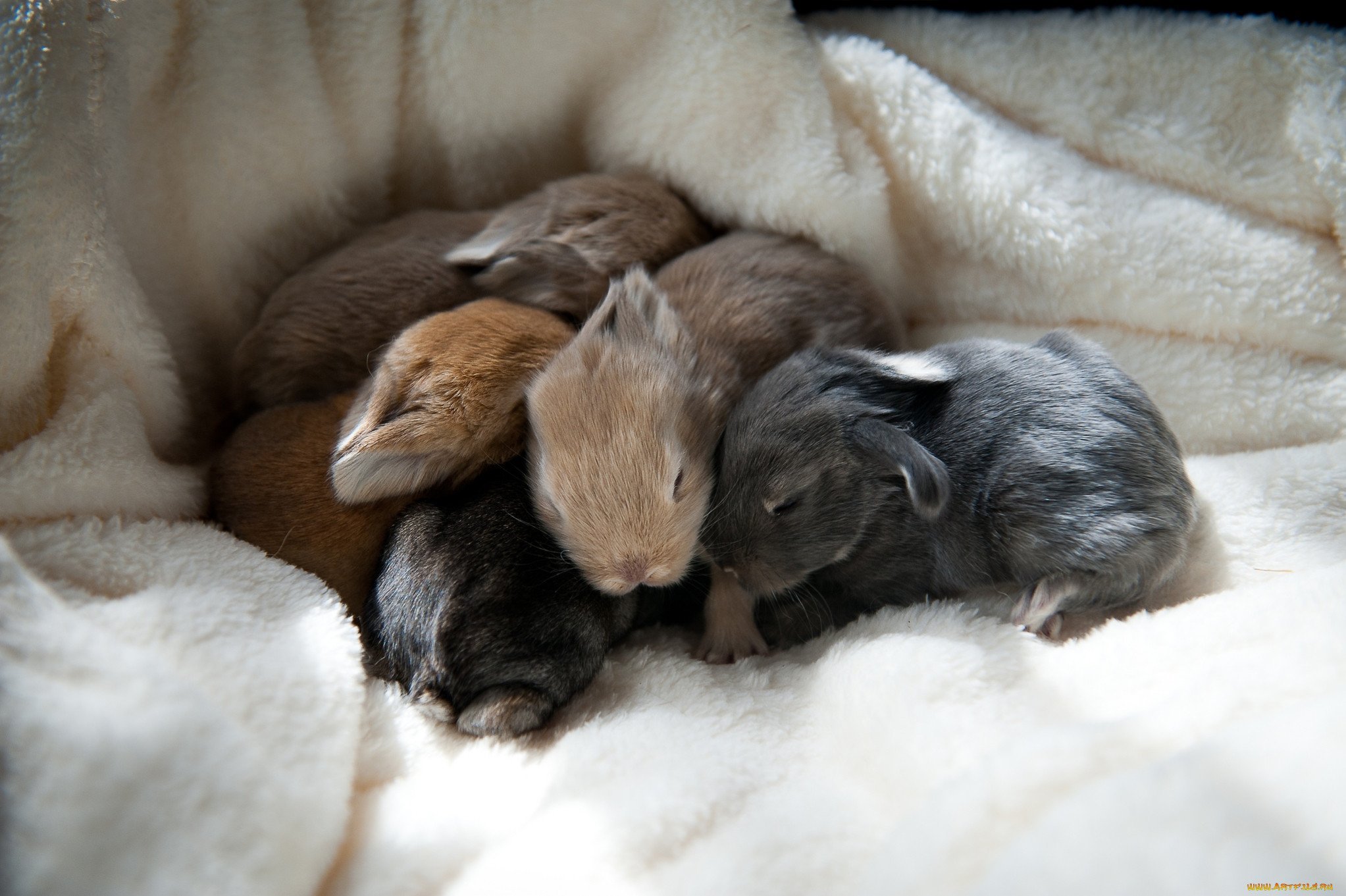 Зайчонок родившийся весной. Новорождённые крольчата. Маленькие новорождённые кролики. Маленькие крольчата. Новорожденные Зайчата.