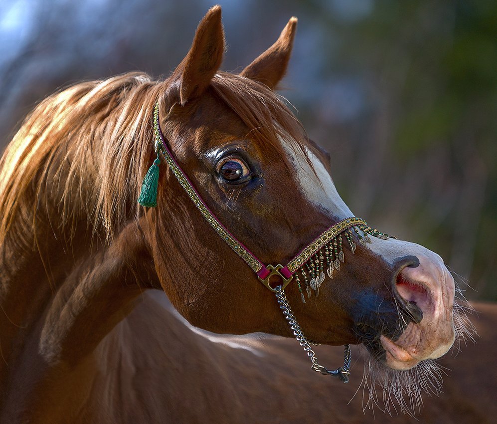 Сушеные уши лошади