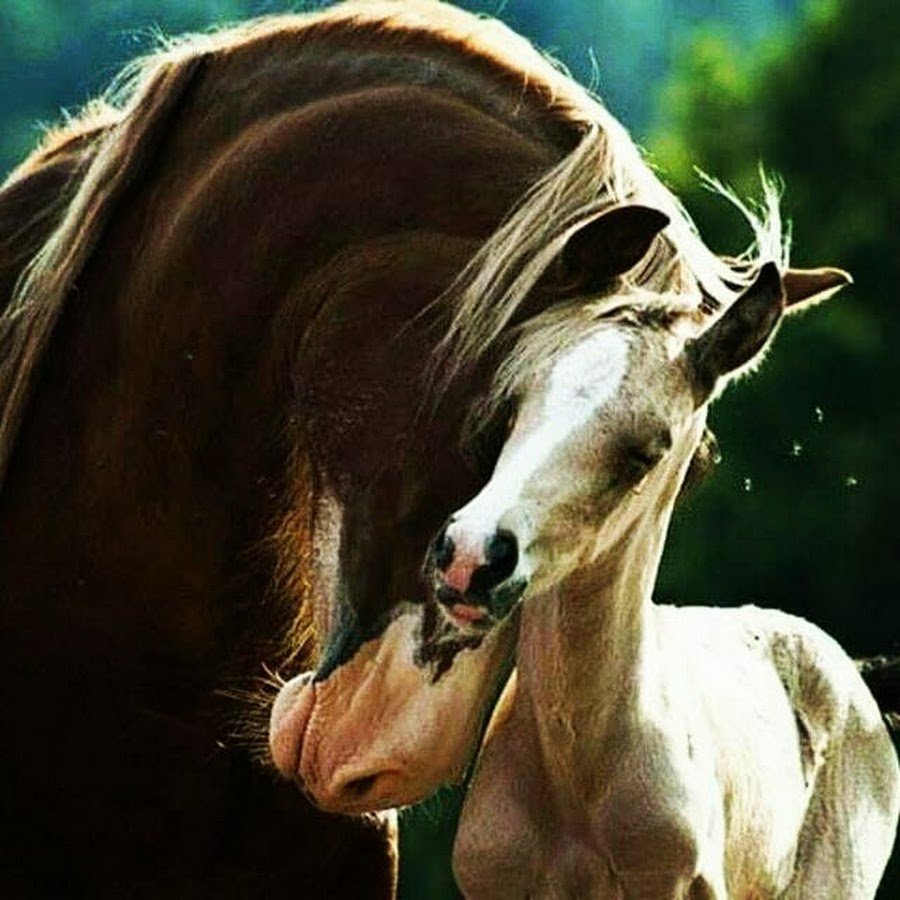 Лошади в снегу