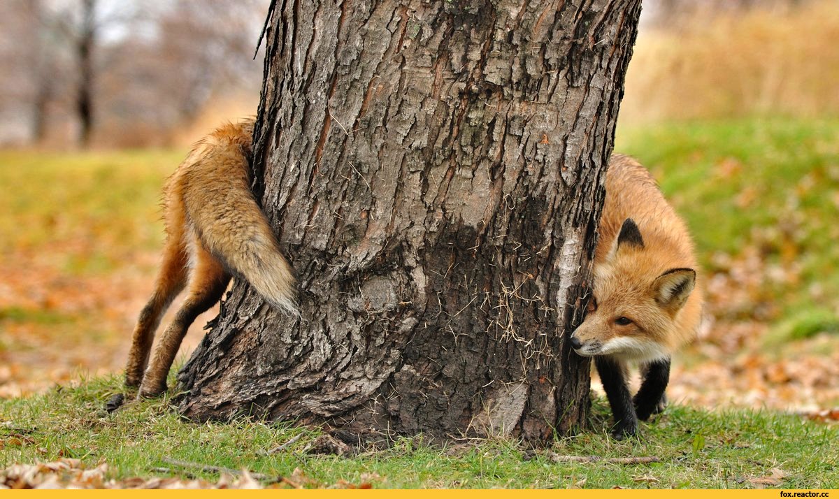 Белка и лиса