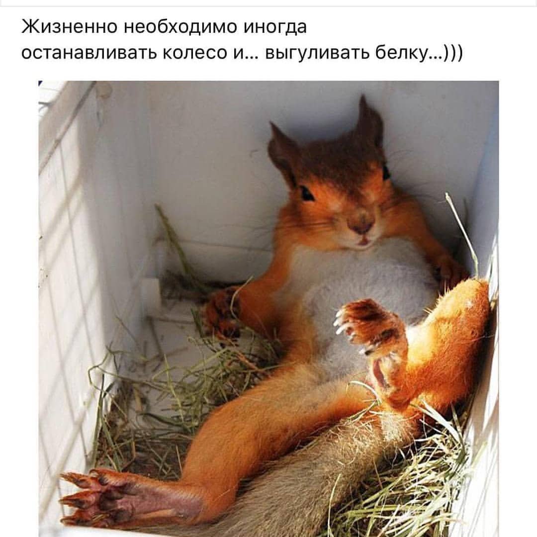 Белка для домашнего содержания