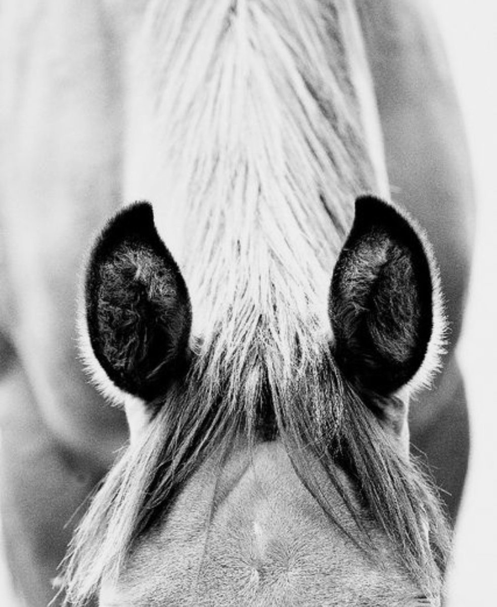 Лошадь в ушках