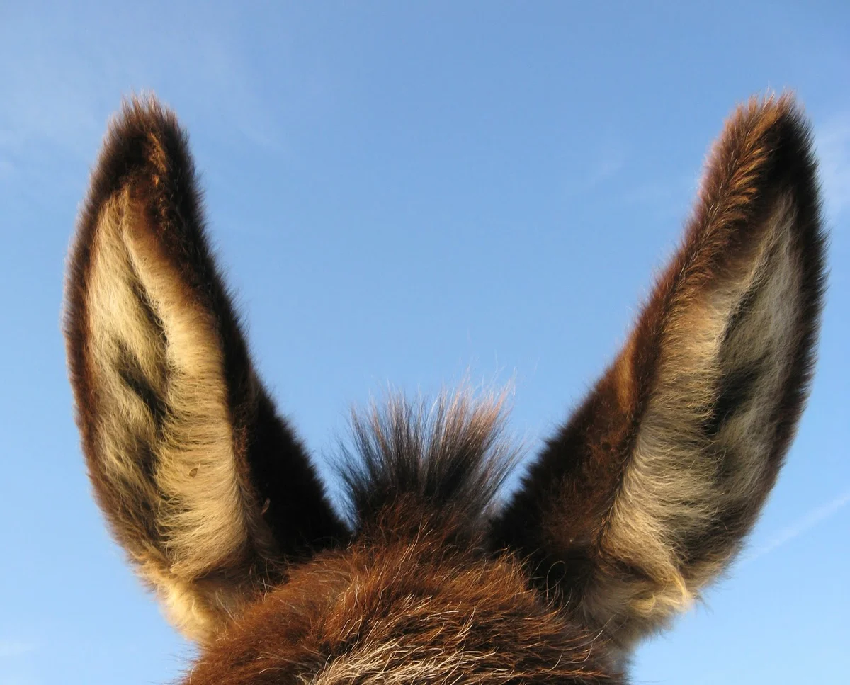 Монгольская уздечка для лошади