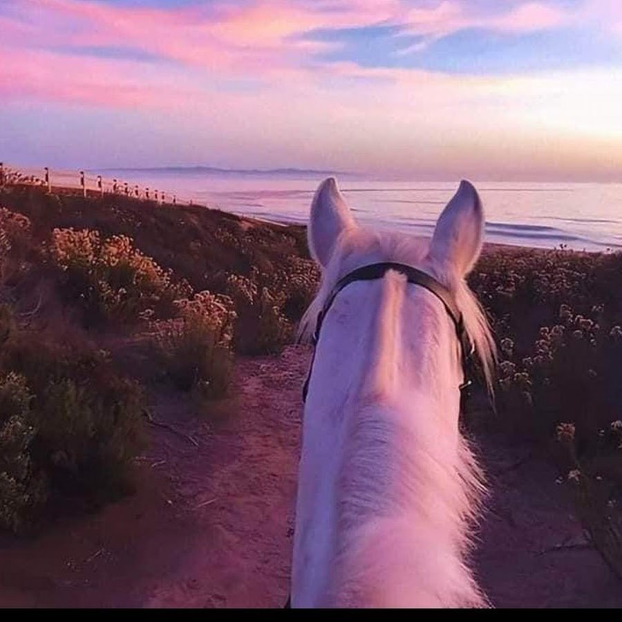 Мод на лошадей