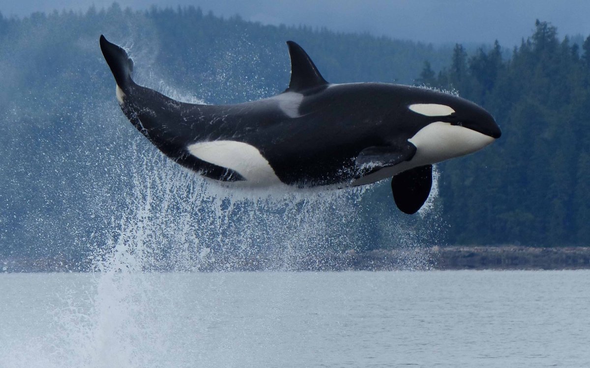 Киты убийцы