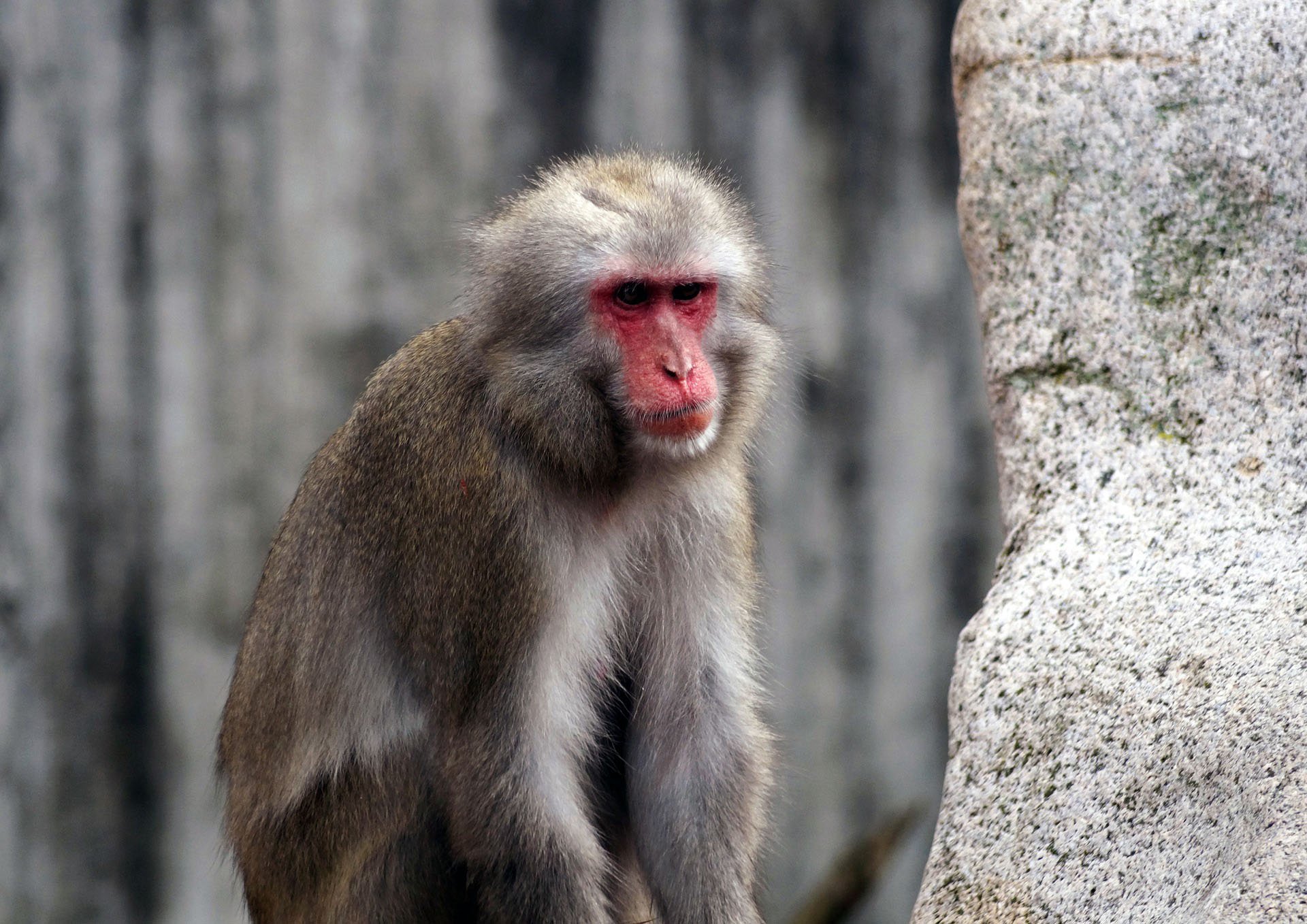 Глупая обезьяна. Пагайский макак. Павиан Джеки. Павиан фото. Хохлатый павиан.
