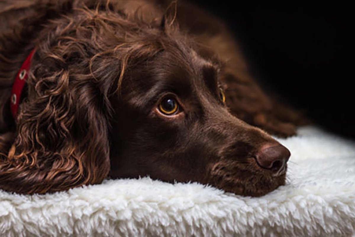 Кокер спаниель кудрявый