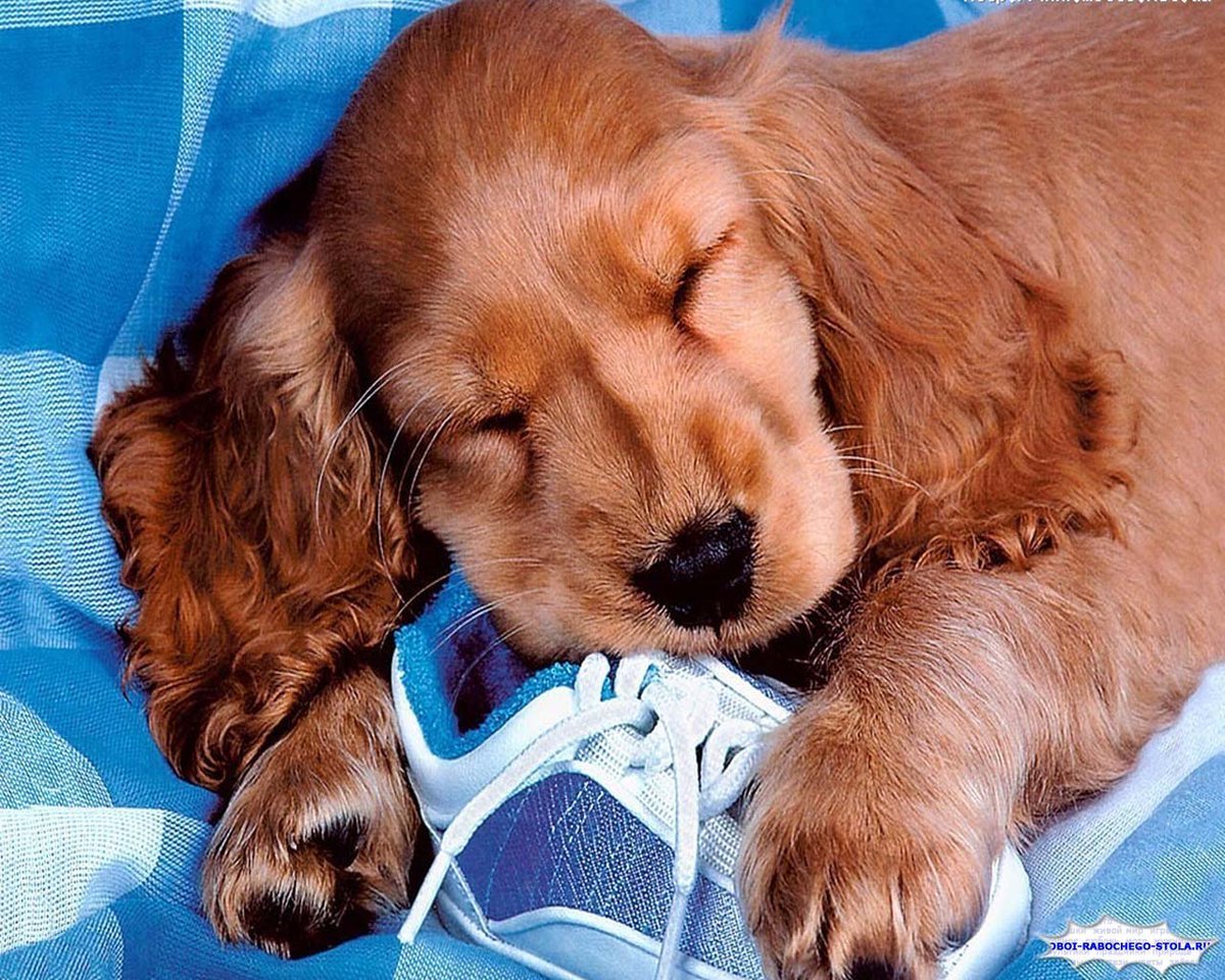 Собака терьер на руках у человека