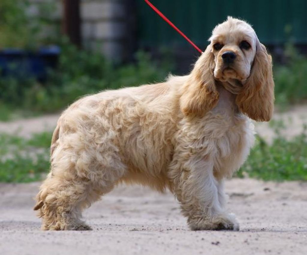 Кокер спаниель спрингер