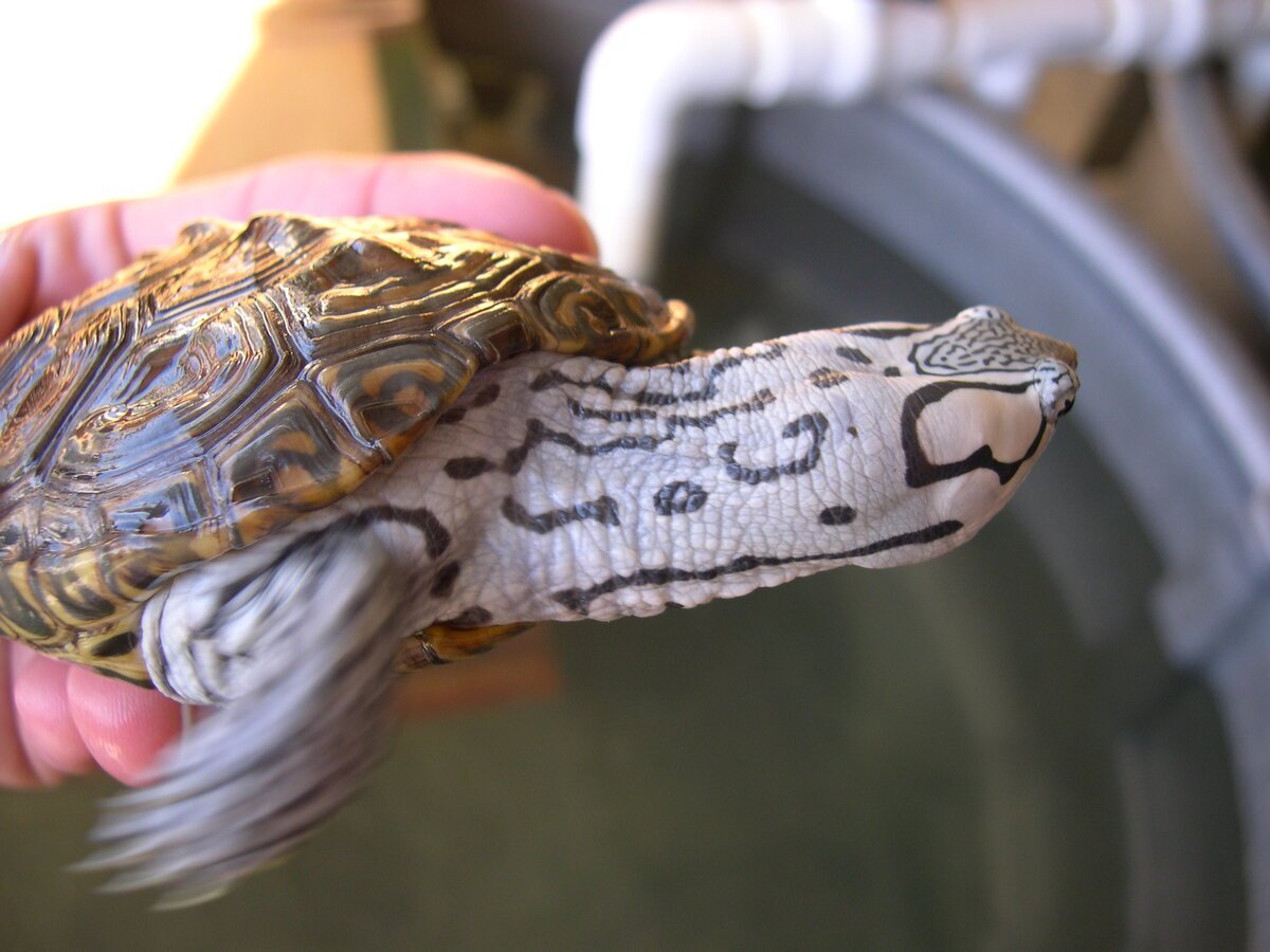 Техасская Бриллиантовая черепаха