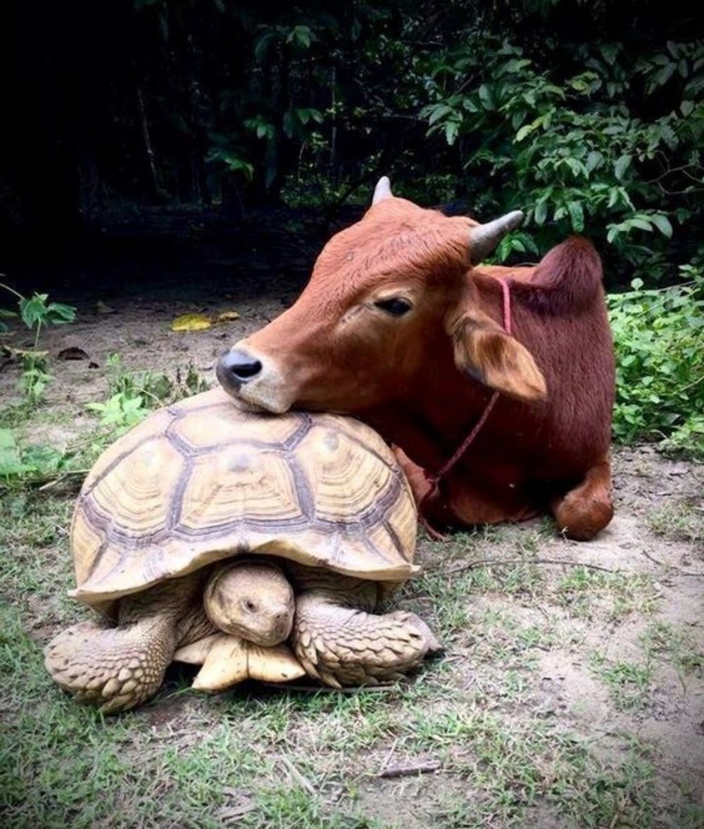 Необычная Дружба