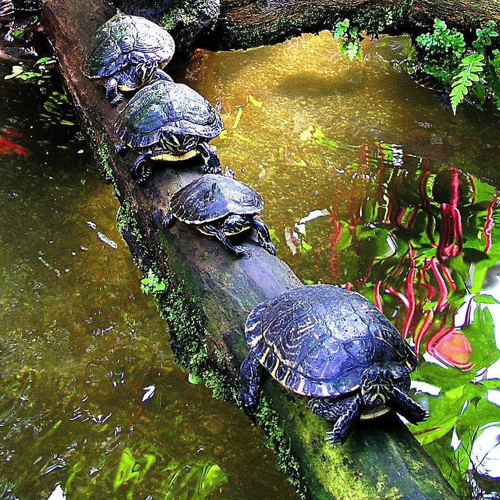 Среда обитания красноухих черепах