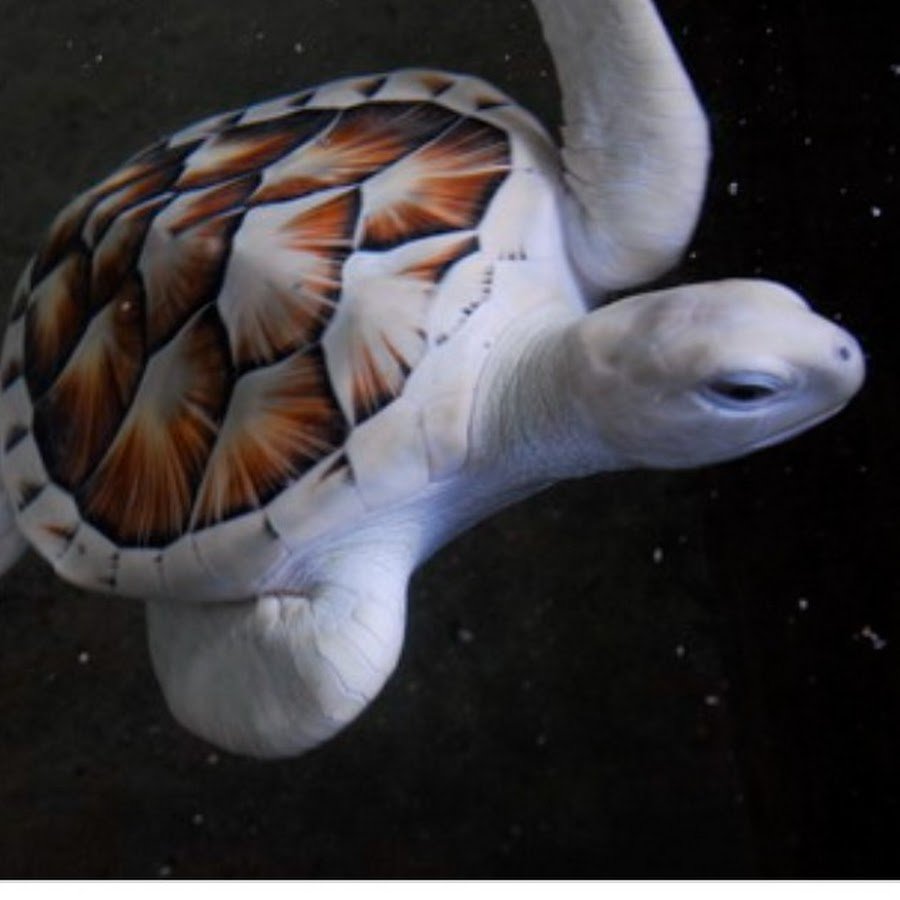 Черепаха Среднеазиатская альбинос