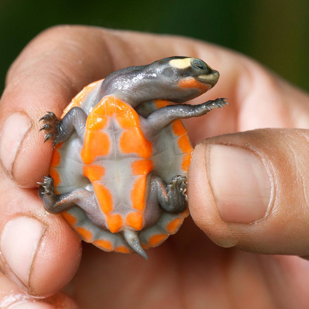 Краснобрюхая короткошеяя черепаха