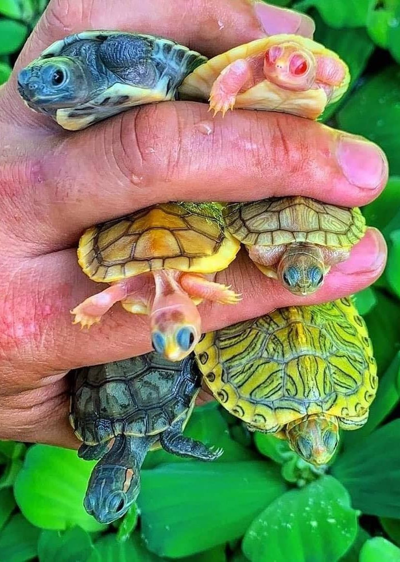 Морская черепаха Марса Алам