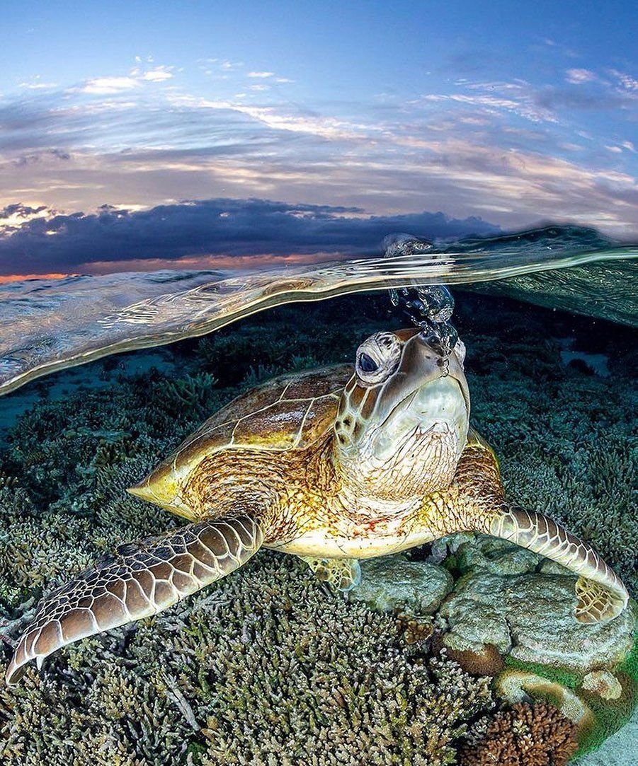 Черепаха калимантанская