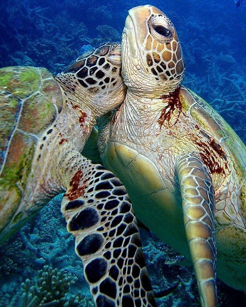 Редкая черепаха-альбинос