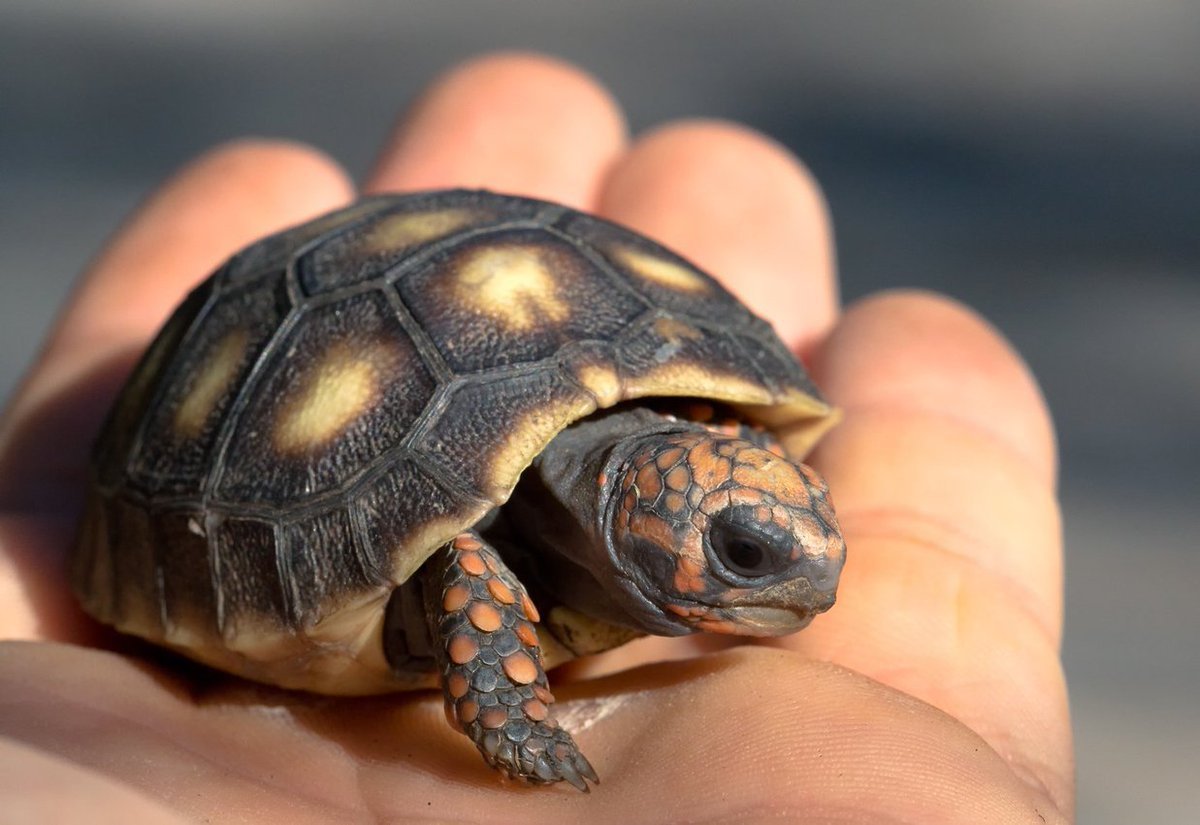 Лучистая черепаха Astrochelys Radiata