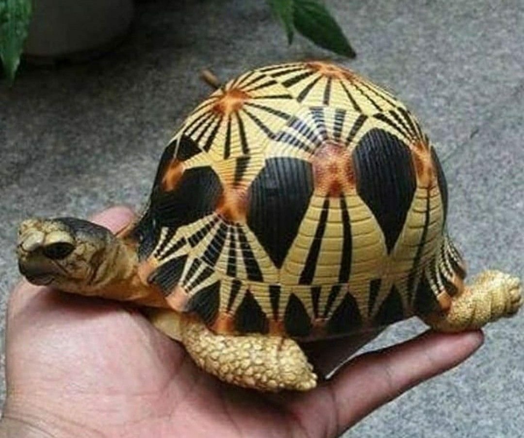 Тортуга черепаха