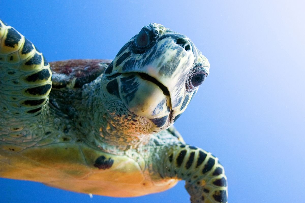 Черепашонок Эстетика