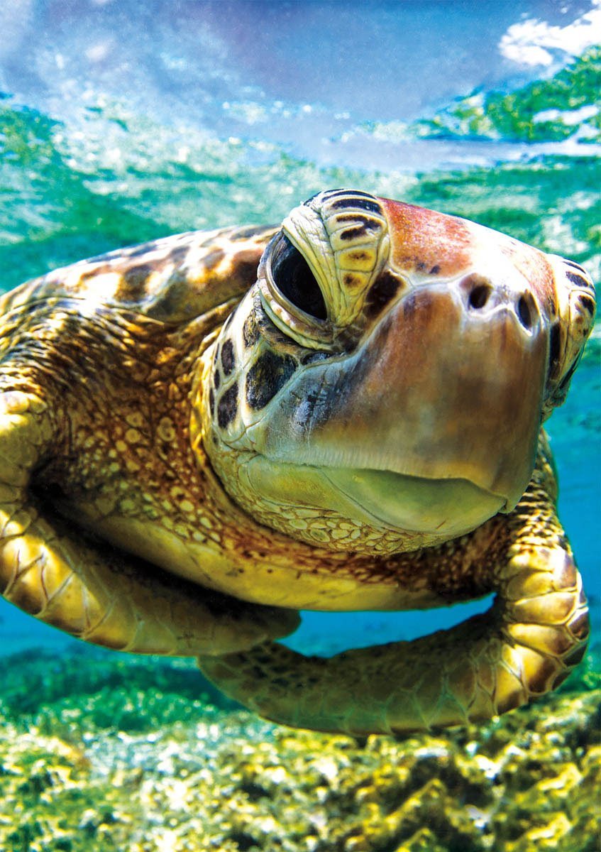 Морская зеленая черепаха смешная