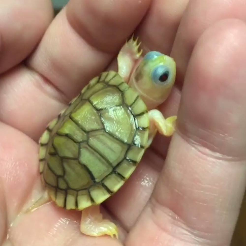 Черепаха Эстетика