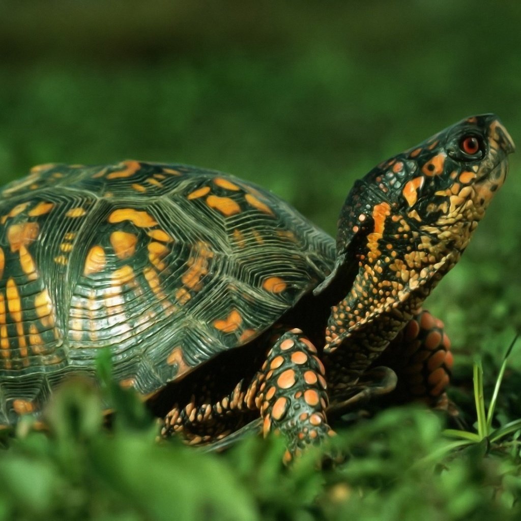 Черепаха с сигарой