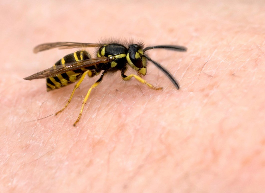 Оса жалит
