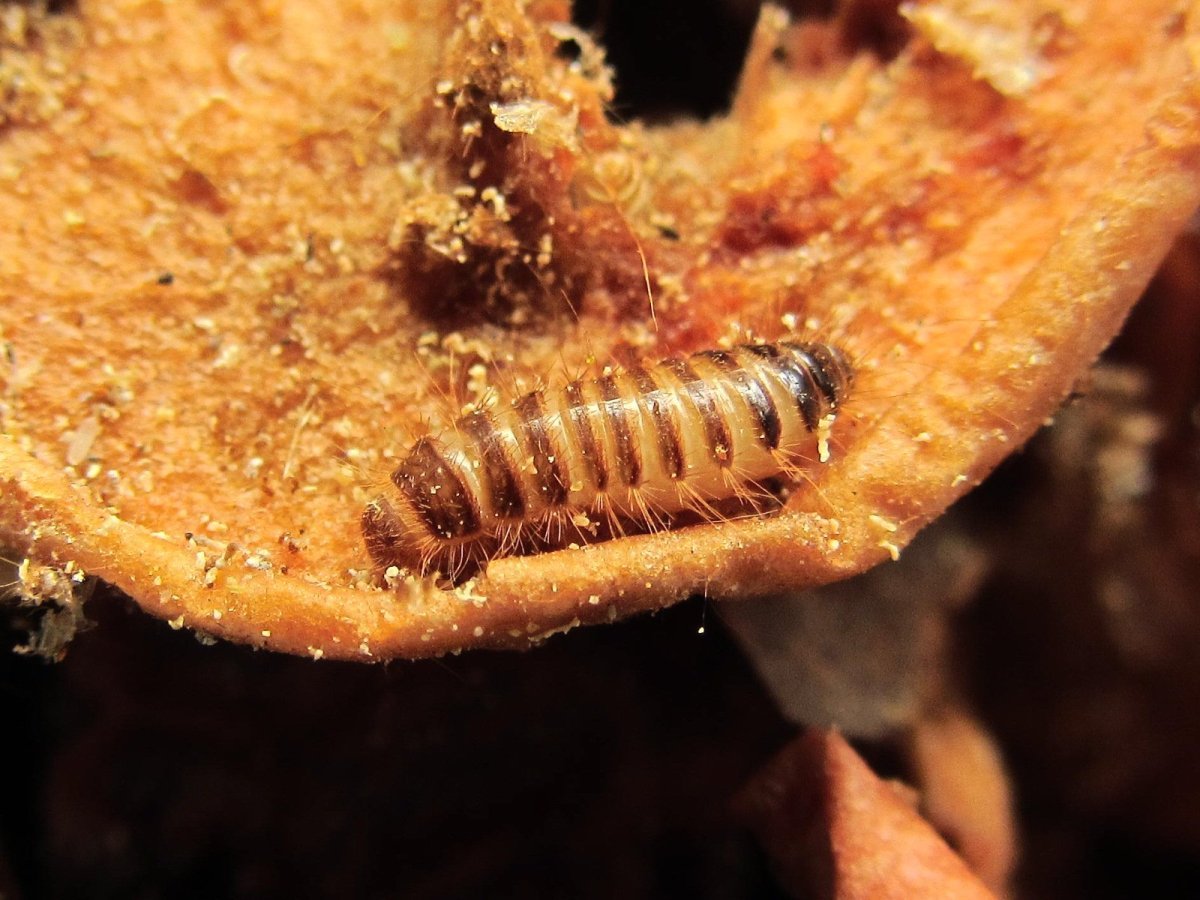 Личинка жука кожееда