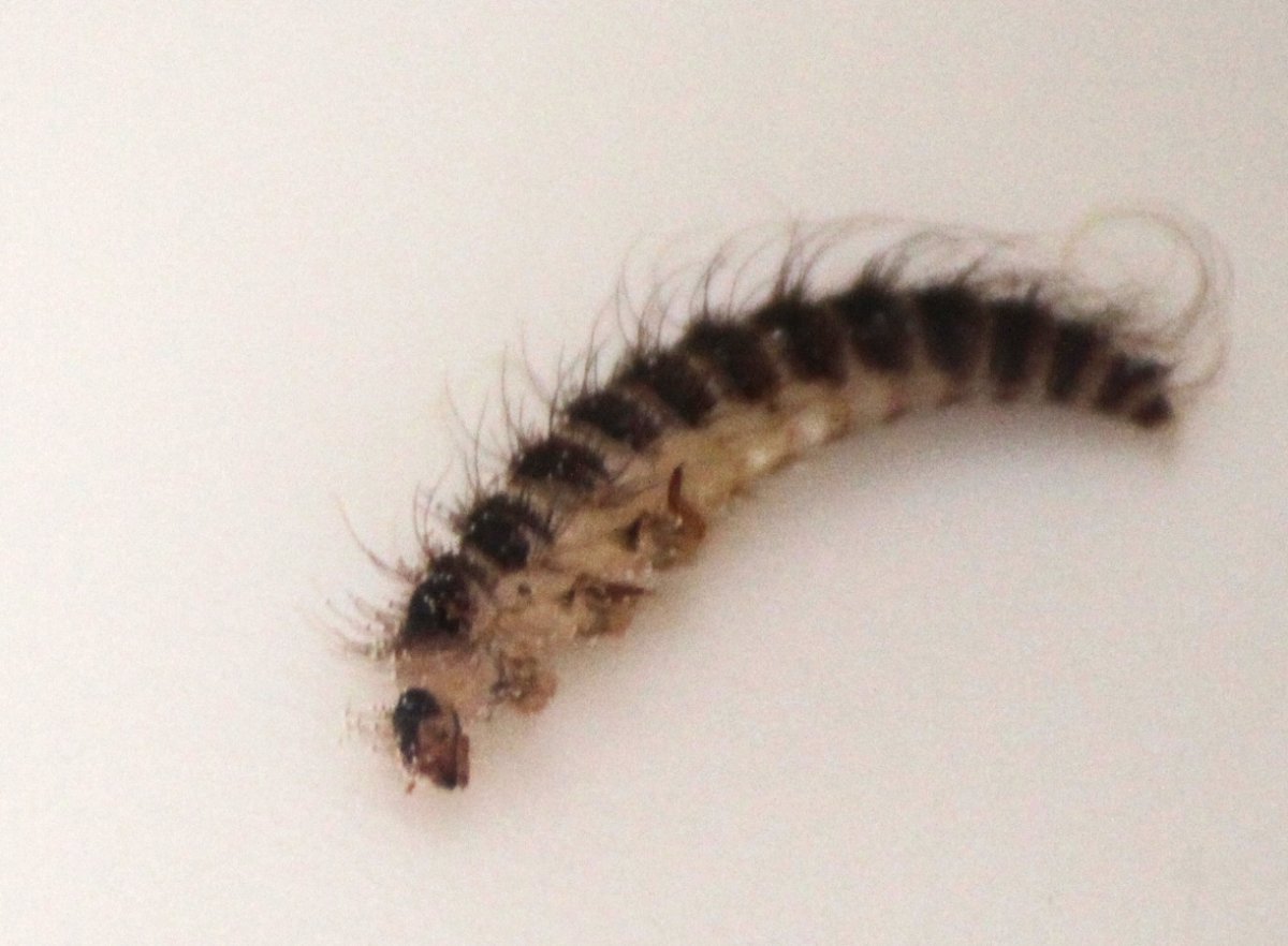 Мохнатая личинка жука кожееда