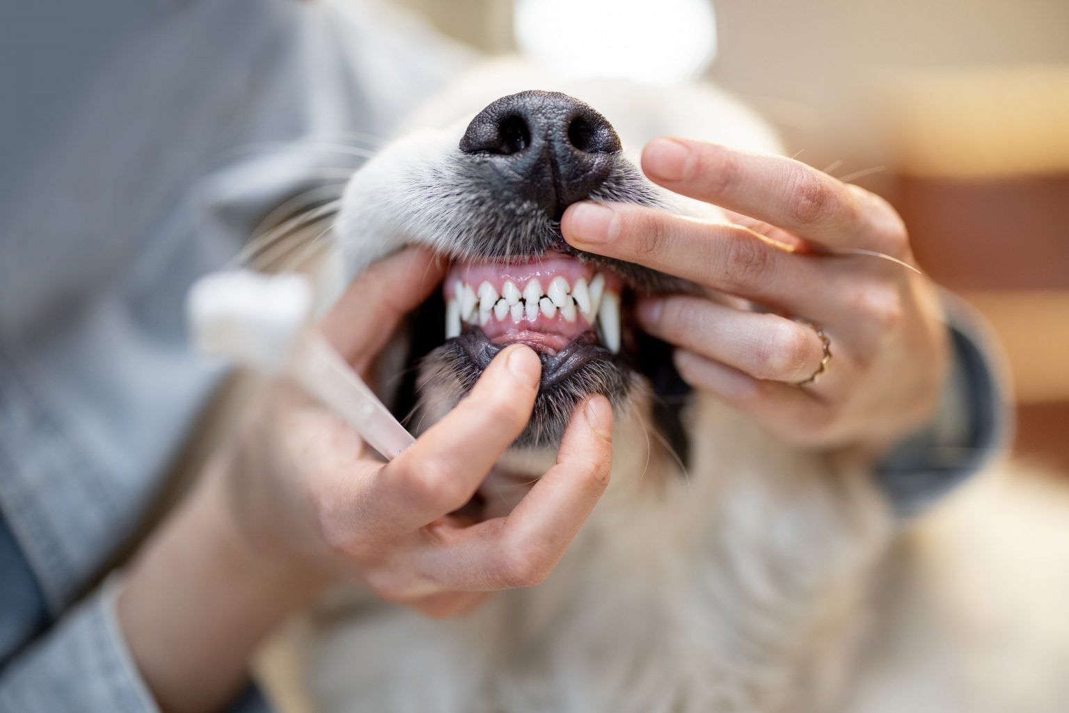 Зубы собаки - 77 фото