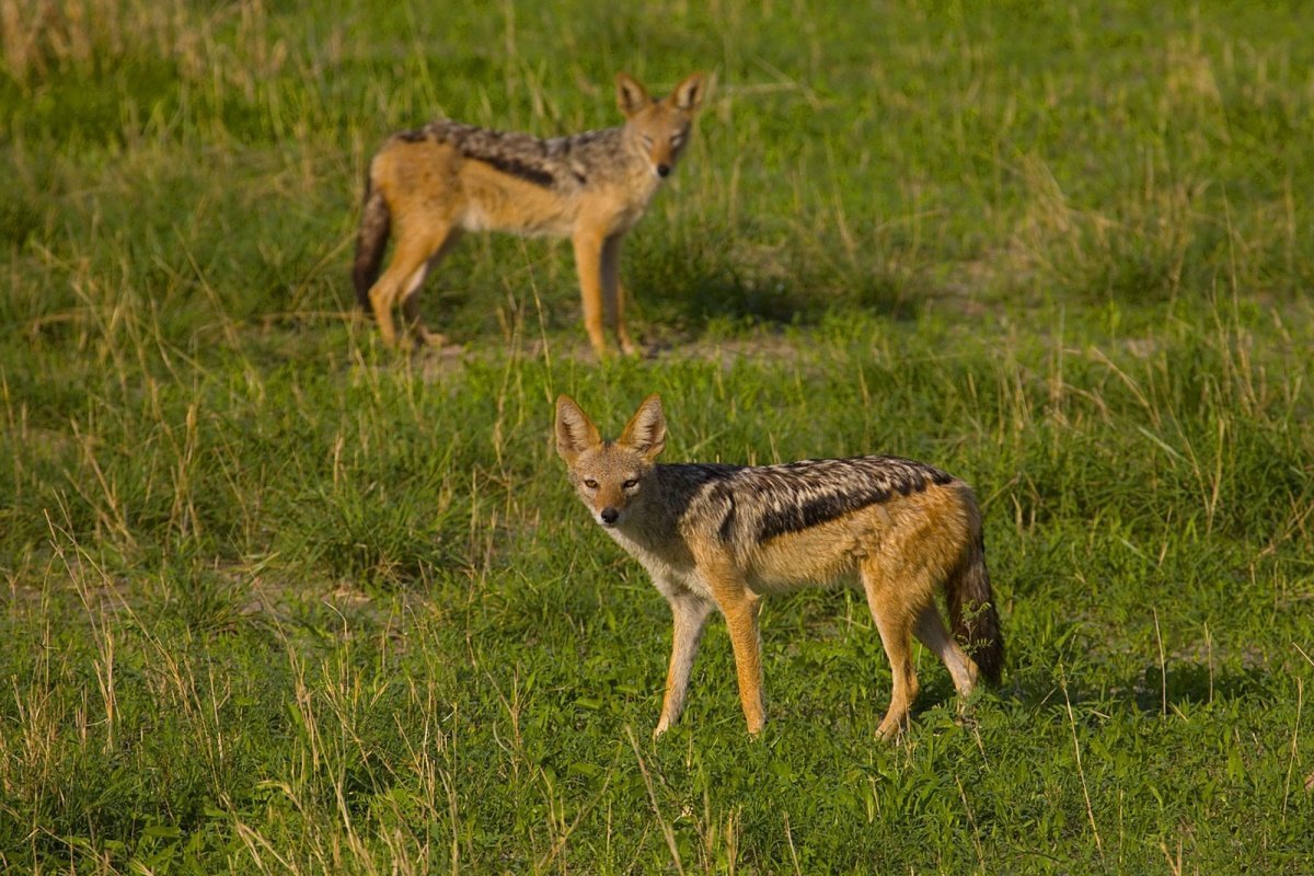 Шакал Ставропольский край