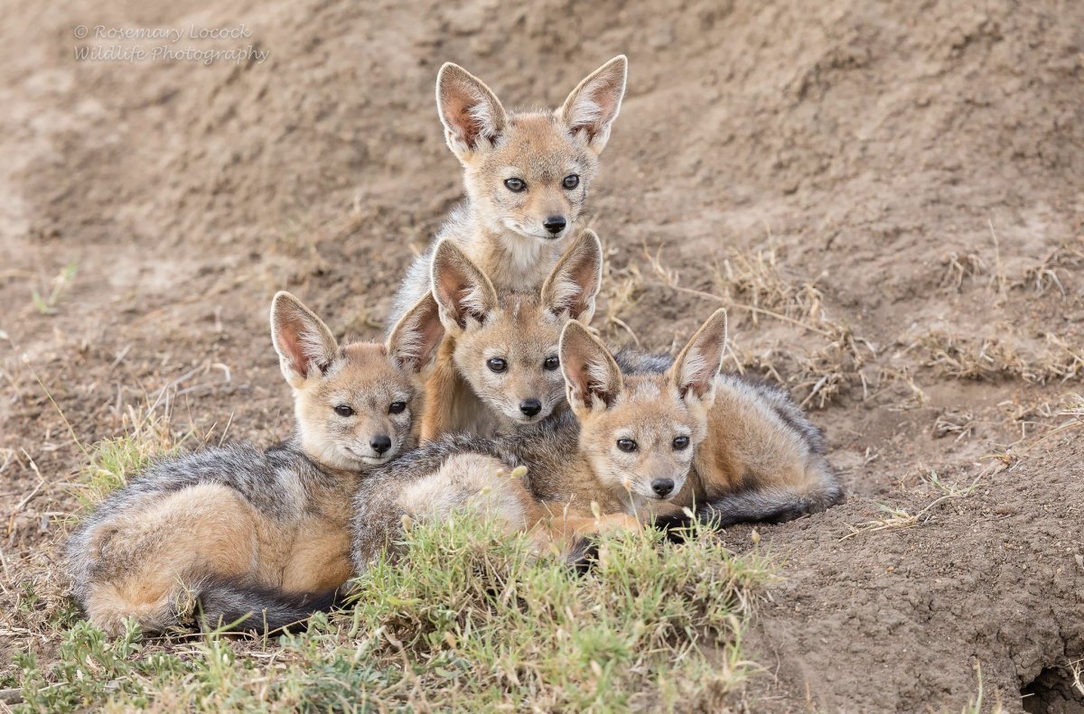 Чепрачный Шакал щенок