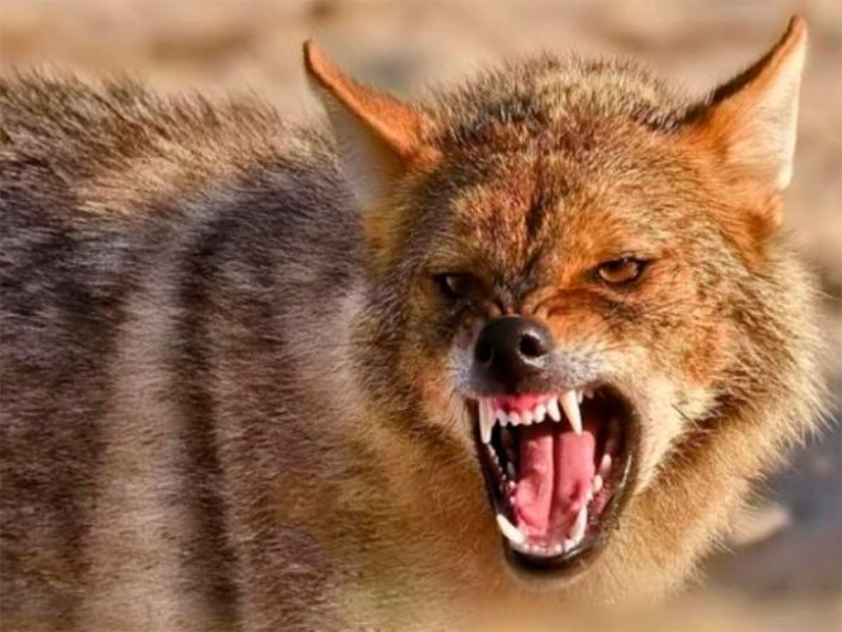 Золотистый Шакал скалится