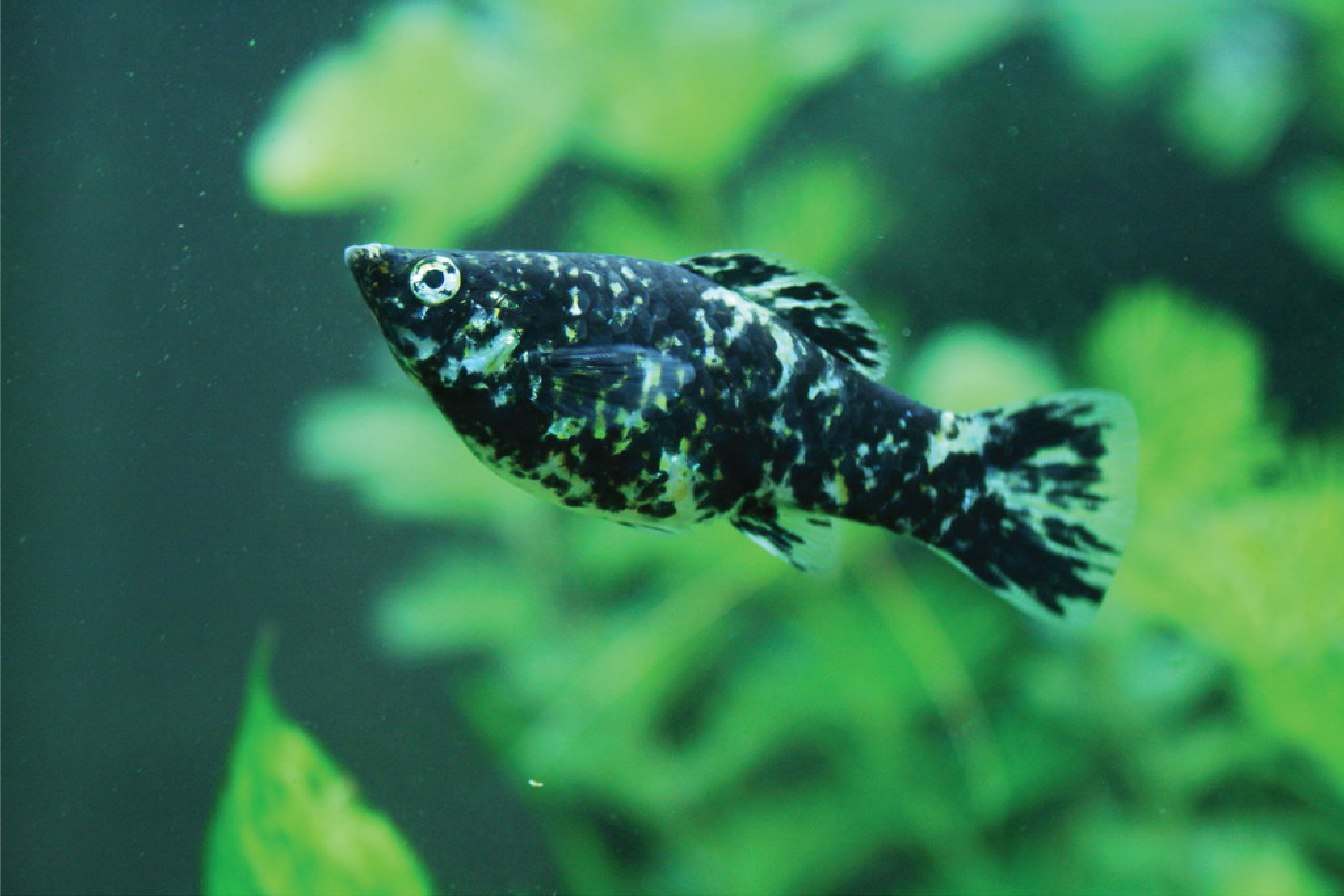 Моллинезия Молли. Моллинезия аквариумная рыбка. Моллинезия сфенопс. Чёрная Молли (Моллинезия). Моллинезия аквариум рыбка