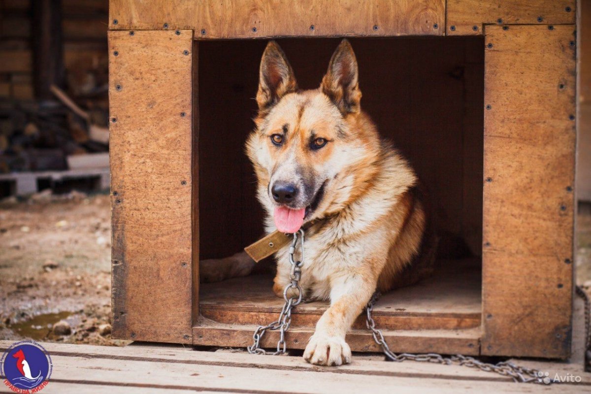 Собаки охранники