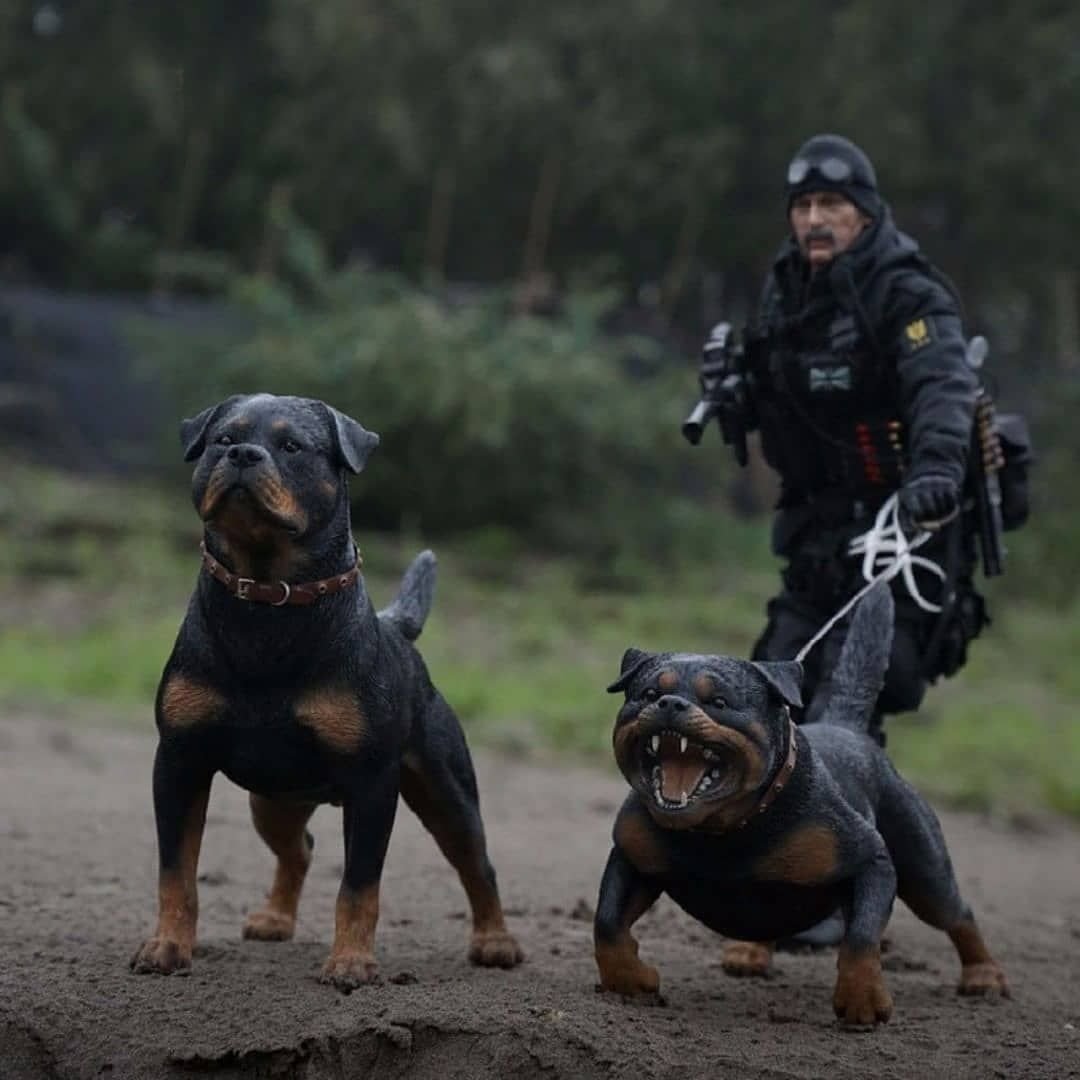 Ротвейлер ЗКС