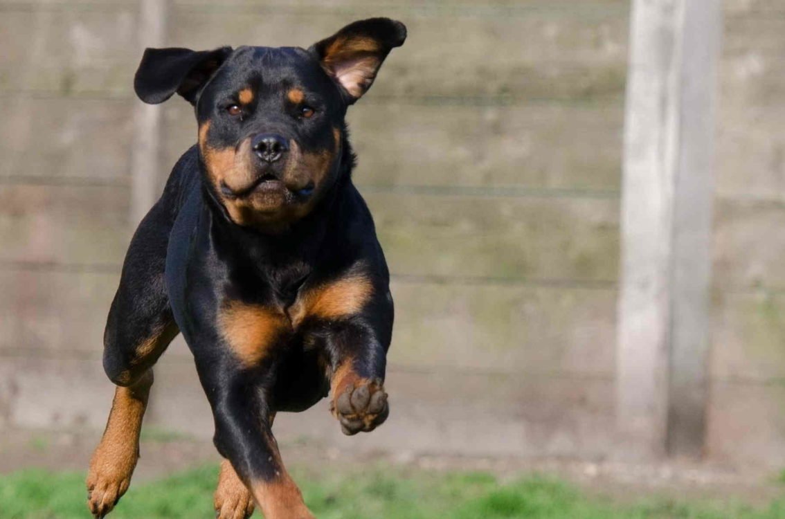 Собака ротвейлер Чоп