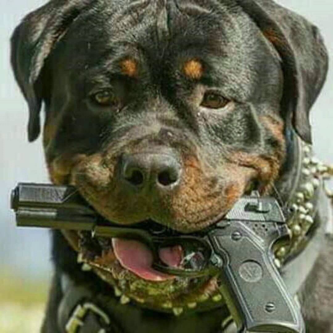 Ротвейлер служебная собака