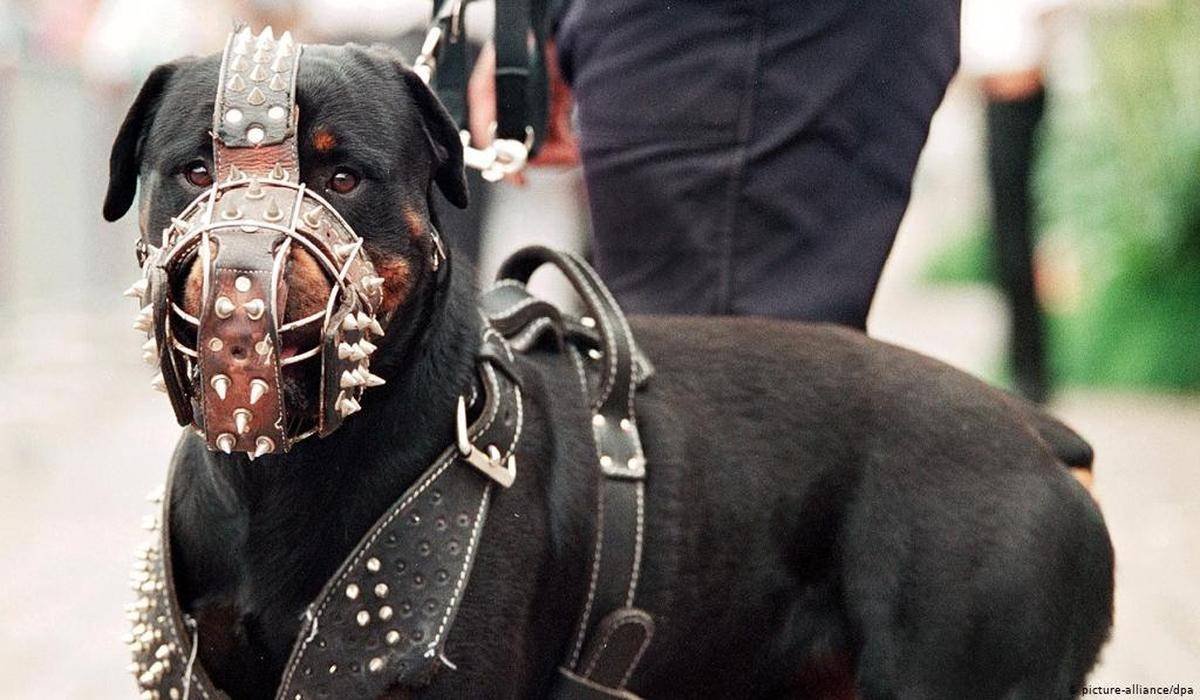 Намордник с шипами