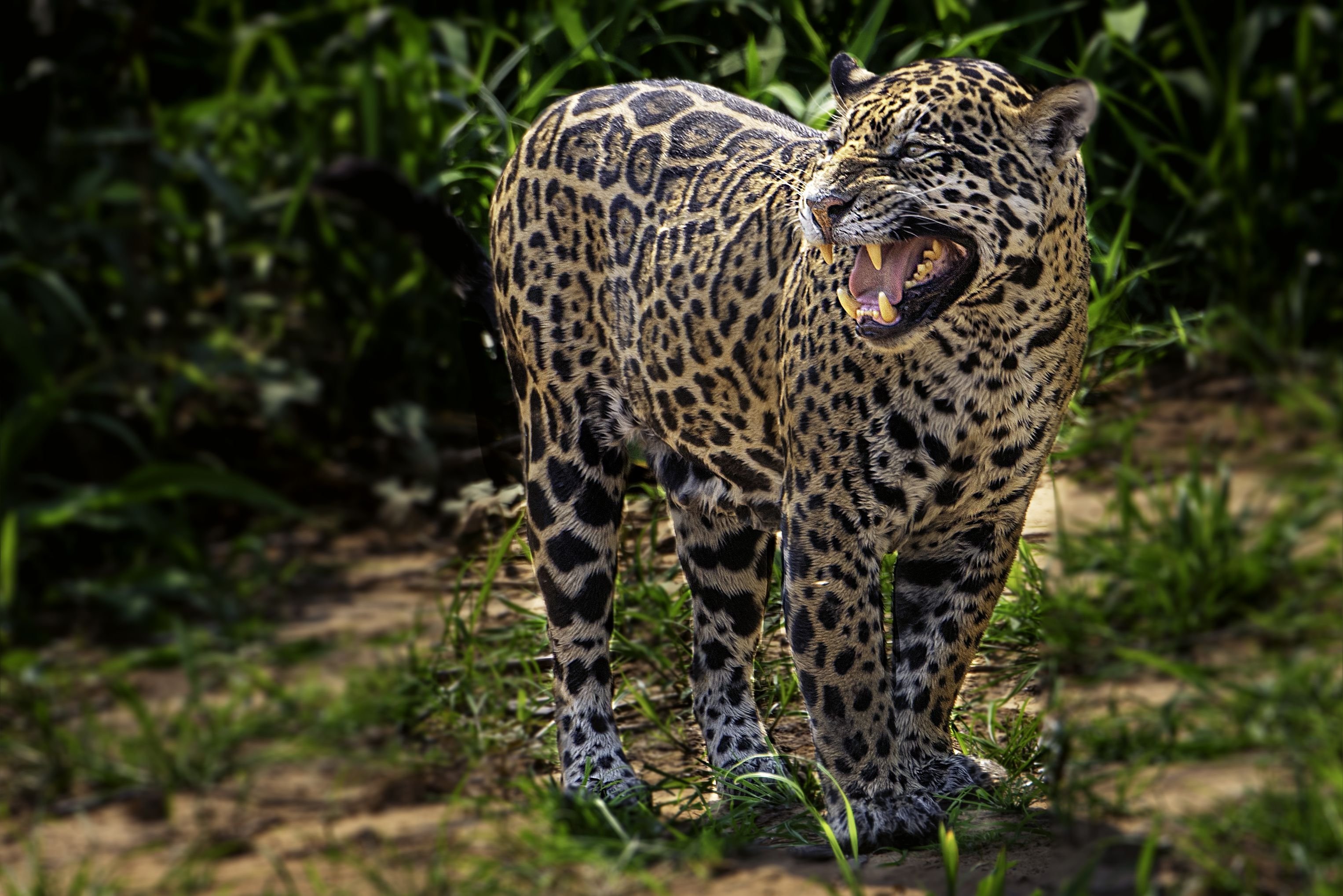 Пестрый леопард. Перуанский Ягуар. Ягуар Panthera onca. Амазонский Ягуар. Перуанский Ягуар (Panthera onca peruvianus)..