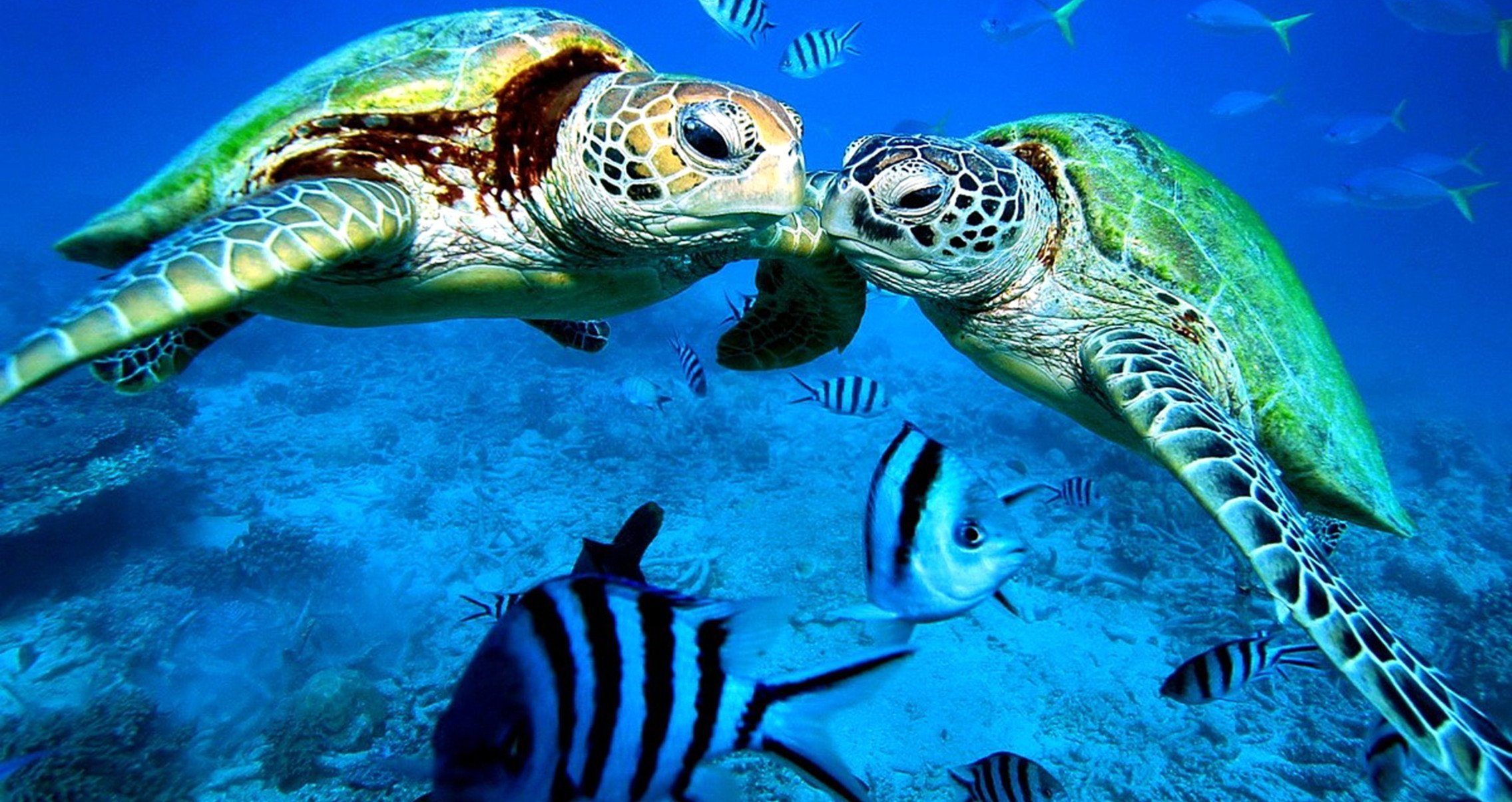 Зеленая морская черепаха. Зеленая (суповая морская черепаха). Большой Барьерный риф черепахи. Зелёная черепаха Chelonia mydas. Ласты черепахи