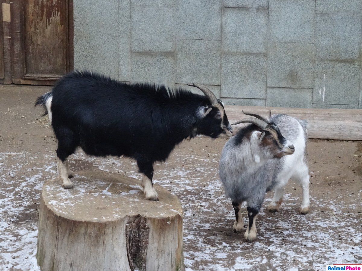 Камерунские козы питомец