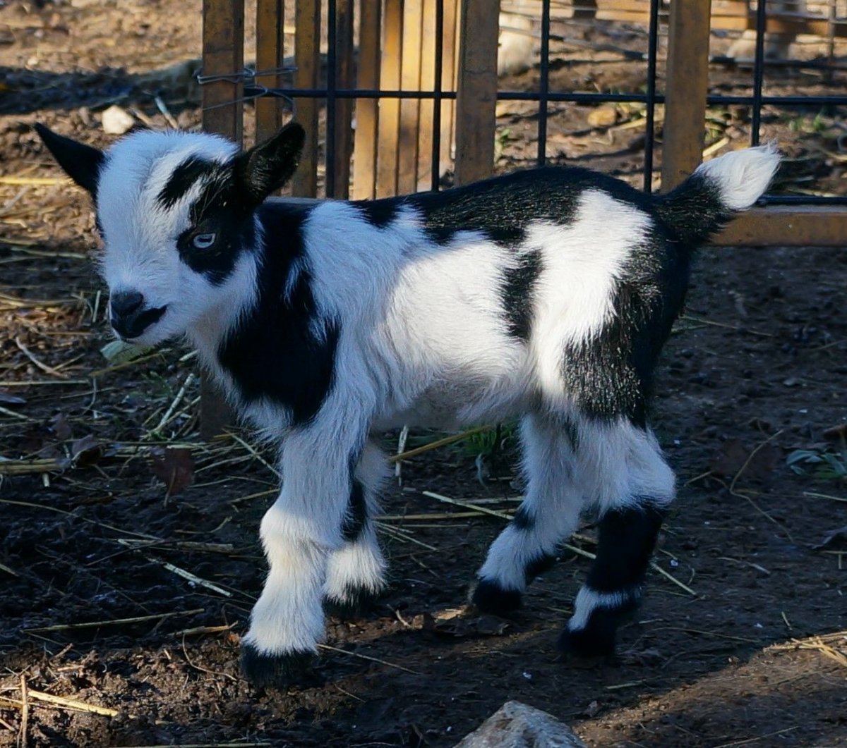 Камерунская порода коз